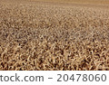 ripe wheatfield in summer 20478060