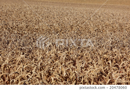 ripe wheatfield in summer ripe wheatfield in summer 20478060