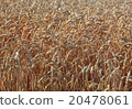 ripe wheatfield in summer 20478061
