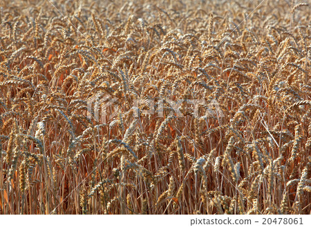 ripe wheatfield in summer 20478061