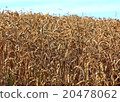 ripe wheatfield in summer 20478062