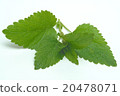 Melissa, lemon balm, Melissa officinalis 20478071