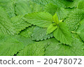 Melissa, lemon balm, Melissa officinalis 20478072