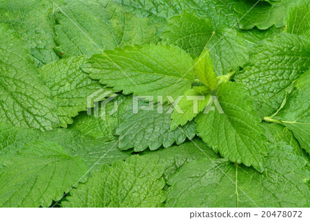 Melissa, lemon balm, Melissa officinalis Melissa, lemon balm, Melissa officinalis 20478072