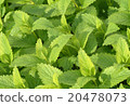 Melissa, lemon balm, Melissa officinalis 20478073