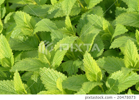 Melissa, lemon balm, Melissa officinalis Melissa, lemon balm, Melissa officinalis 20478073