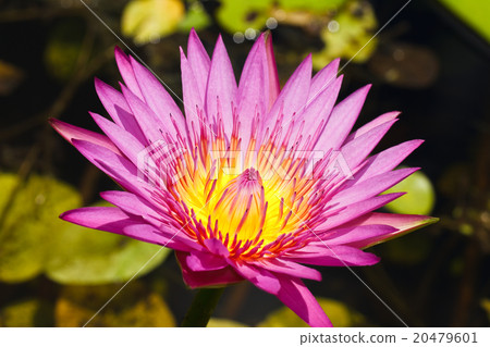 Purple lotus . Purple lotus . 20479601
