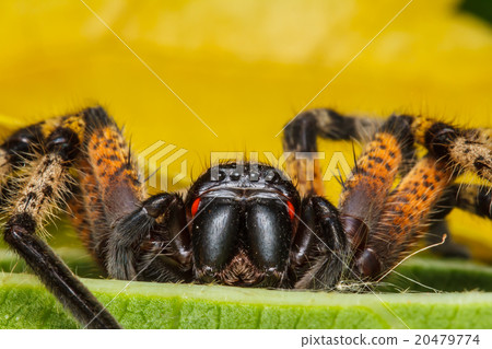 Spider on green leaf Spider on green leaf 20479774