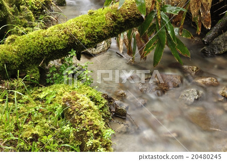 Kaoriyama-san Ichinose河的支流 20480245
