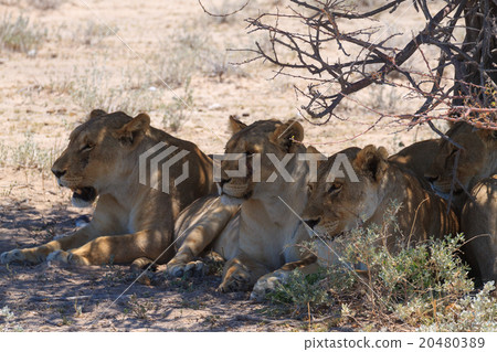 Lions Lions 20480389