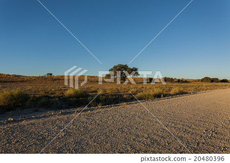 Kgalagadi 20480396