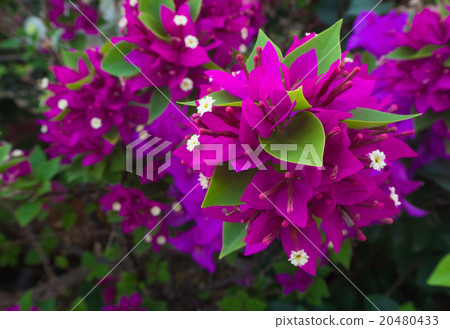 Closeup beautiful pink flower Closeup beautiful pink flower 20480433