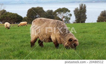 Sheep grazing on a lovely green pasture 20480512