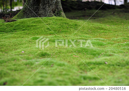 苔蘚花園-3 苔蘚花園-3 20480516
