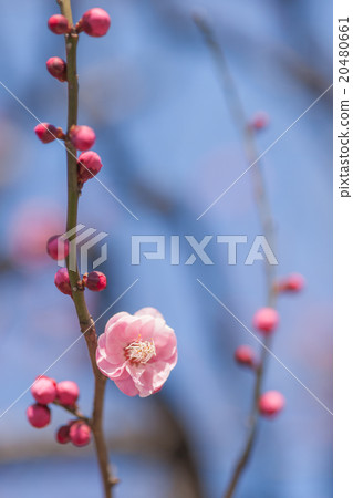 Red plume # 0001 20480661