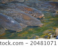 鯉魚 20481071