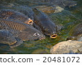 鯉魚 20481072