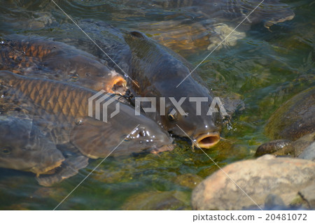 鯉魚 鯉魚 20481072