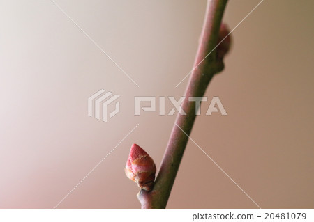 天然植物杏,梅幾乎是時間,但杏仍然更多① 天然植物杏,梅幾乎是時間,但杏仍然更多① 20481079