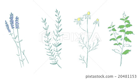 Four herbs Four herbs 20481153