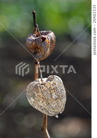 變成網狀的Hozuki 20481535