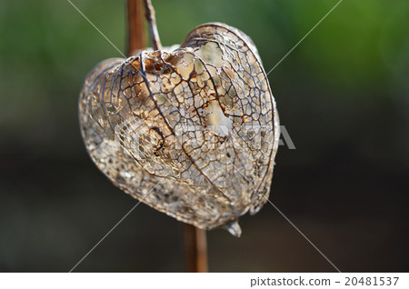 Hozuki which became mesh 20481537