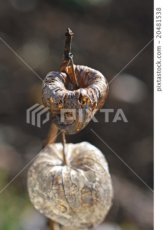 變成網狀的Hozuki 20481538