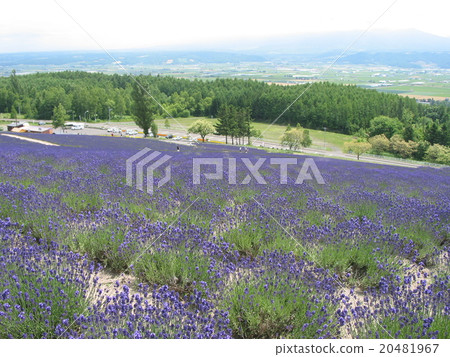 薰衣草盛開的夏天綾香之佐（Ayaka no Oka Sasaki Farm） 20481967