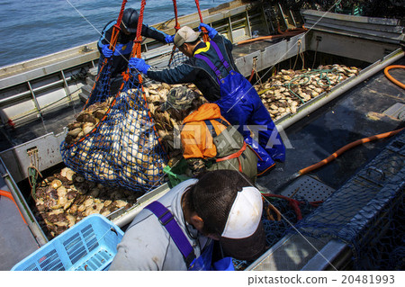 Bounty of the Sea of Okhotsk 20481993