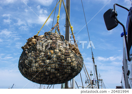 Bounty of the Sea of Okhotsk 20481994