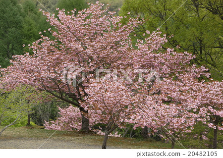 Spring impression twin cherry trees Spring impression twin cherry trees 20482105