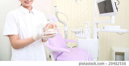 Tooth model and dentist's hand 20482538