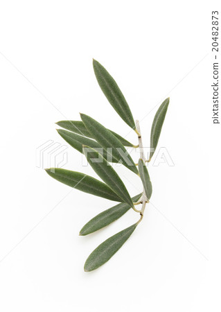 橄欖葉：橄欖葉 20482873