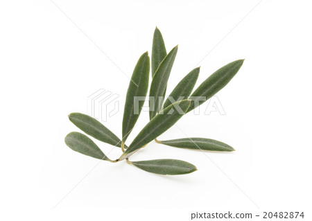 橄欖葉：橄欖葉 20482874