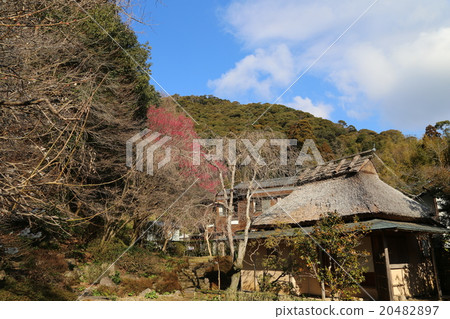 Landscape picture of Satsuma red plum picture Landscape picture of Satsuma red plum picture 20482897