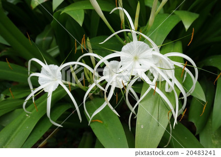 國家蘭花園專欄5 國家蘭花園專欄5 20483241