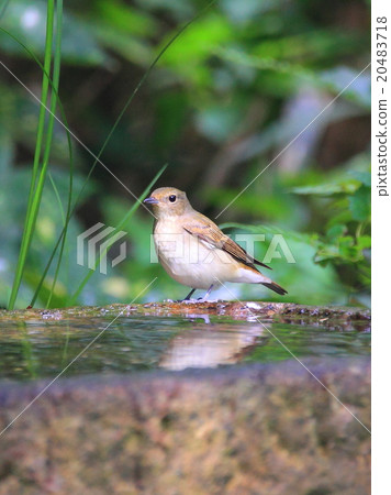 Drinking place 6 20483718