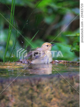 Drinking place 8 20483720