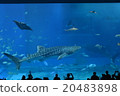 The whale shark of the Churaumi Aquarium 20483898