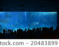 The whale shark of the Churaumi Aquarium 20483899