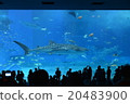 The whale shark of the Churaumi Aquarium 20483900