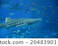 The whale shark of the Churaumi Aquarium 20483901
