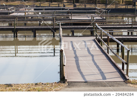 Lotus pond 20484284