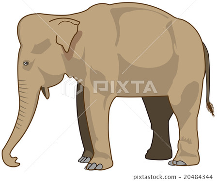 Asian elephant 20484344