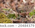 Japanese accentor 20484379