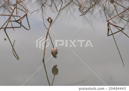 Winter scenery 20484443