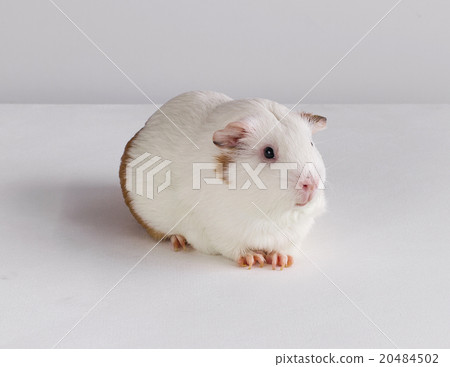 white guinea pig on white background 20484502