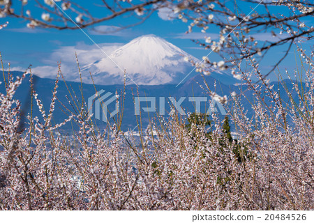 Mt. Fuji from Bairin Mt. Fuji from Bairin 20484526
