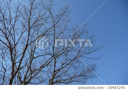 Trees and blue sky Trees and blue sky 20485245