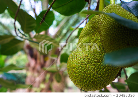 Image of breadfruit in tropical garden. Thailand 20485356